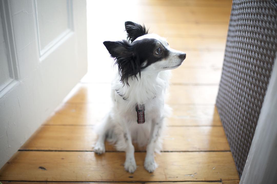 A small black and white dog sitting and looking to the side.